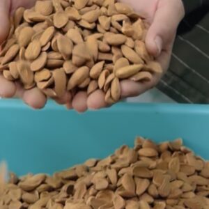 Irani Mamra Jumbo Almonds