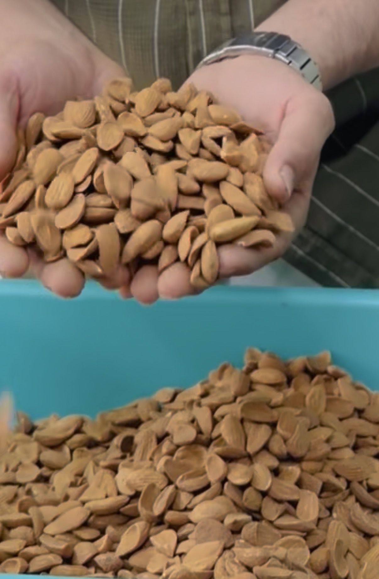 Irani Mamra Jumbo Almonds